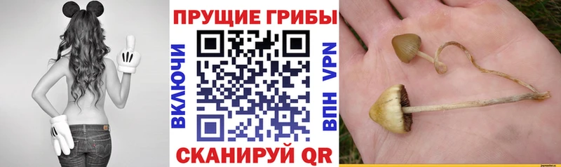 omg сайт  наркотики  Чапаевск  Псилоцибиновые грибы ЛСД 